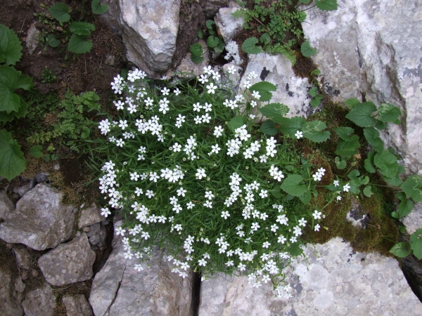 Fioriture in quota